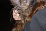 Саратовцы спасают выброшенного на мусорку вислоухого кота