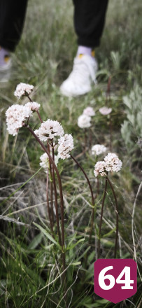 В Саратове цветут степной миндаль и дикие ирисы