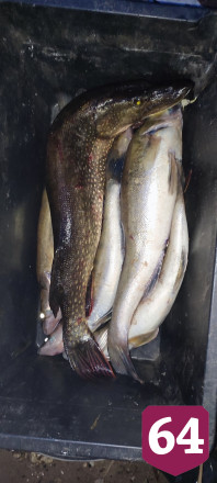 На набережной Саратова ловят последних судаков